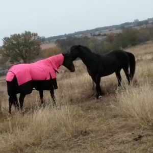 Meet your Posher, Emma